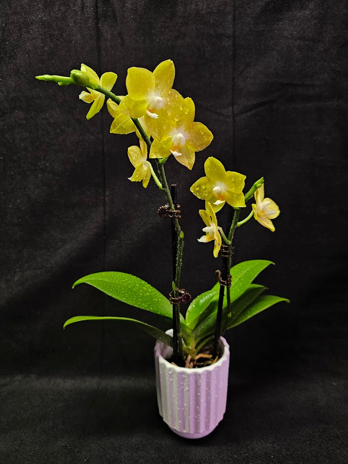 Phalaenopsis Lianher Lucky Cat #01, An Orchid Hybrid Originated By Chih Wen Shu In 2017