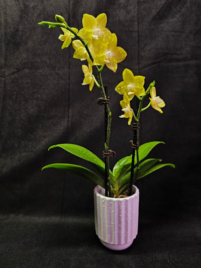 Phalaenopsis Lianher Lucky Cat #01, An Orchid Hybrid Originated By Chih Wen Shu In 2017