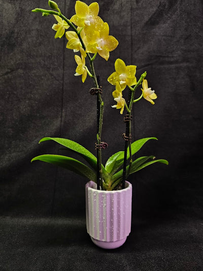 Phalaenopsis Lianher Lucky Cat #01, An Orchid Hybrid Originated By Chih Wen Shu In 2017