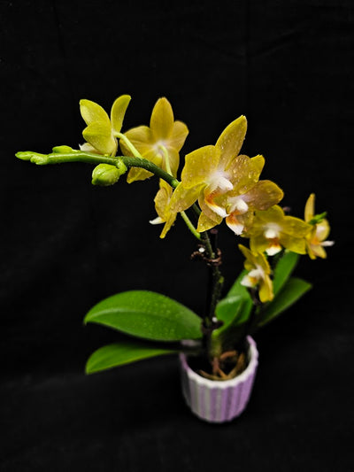 Phalaenopsis Lianher Lucky Cat #01, An Orchid Hybrid Originated By Chih Wen Shu In 2017