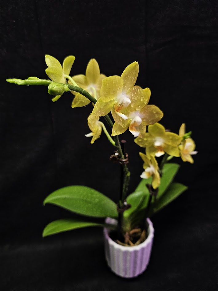 Phalaenopsis Lianher Lucky Cat #01, An Orchid Hybrid Originated By Chih Wen Shu In 2017