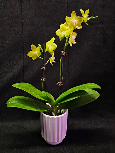 Phalaenopsis Lianher Lucky Cat #01, An Orchid Hybrid Originated By Chih Wen Shu In 2017