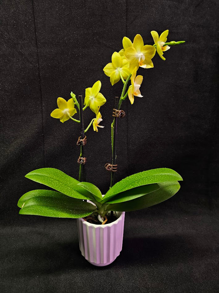 Phalaenopsis Lianher Lucky Cat #01, An Orchid Hybrid Originated By Chih Wen Shu In 2017