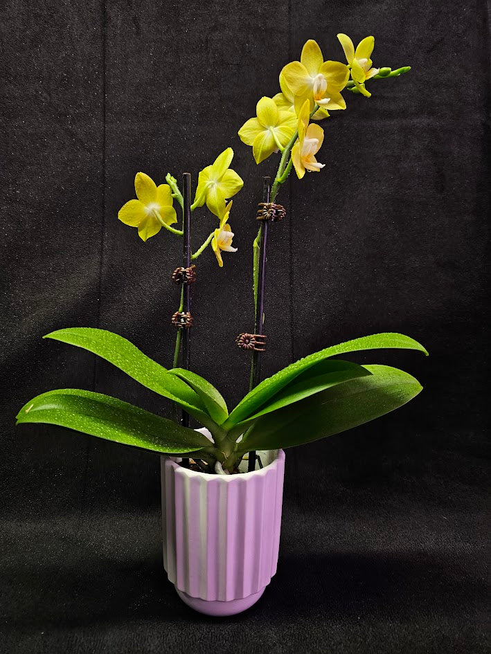 Phalaenopsis Lianher Lucky Cat #01, An Orchid Hybrid Originated By Chih Wen Shu In 2017