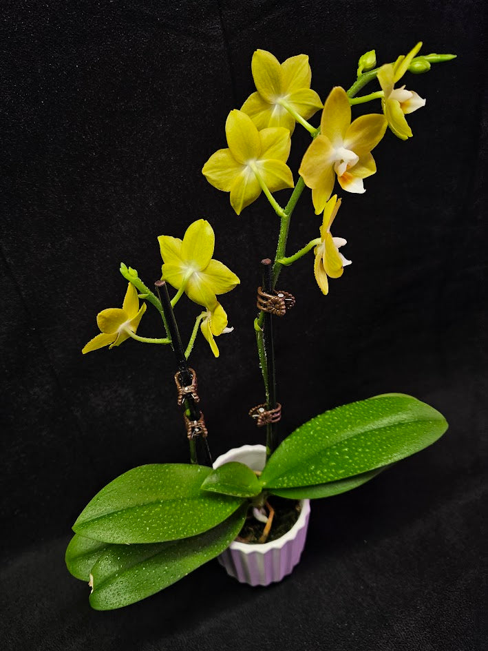 Phalaenopsis Lianher Lucky Cat #01, An Orchid Hybrid Originated By Chih Wen Shu In 2017