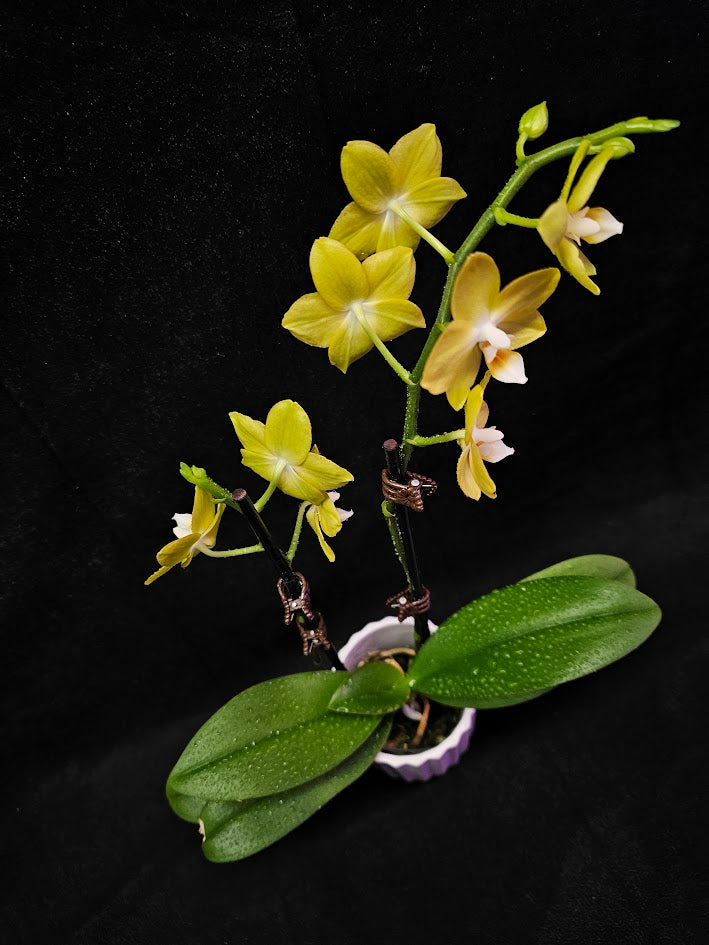 Phalaenopsis Lianher Lucky Cat #01, An Orchid Hybrid Originated By Chih Wen Shu In 2017