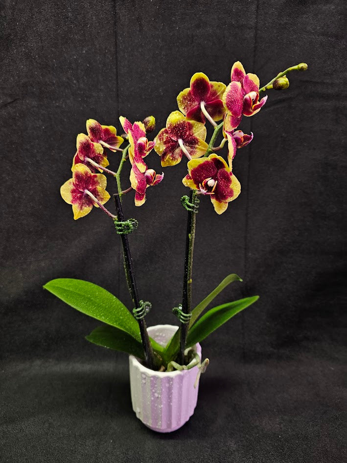 Phalaenopsis Charming Melody #01, An Orchid Hybrid Originated By Char Ming Agri. In 2011