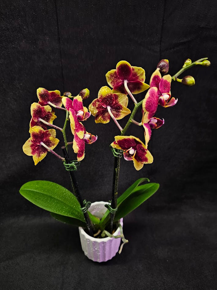 Phalaenopsis Charming Melody #01, An Orchid Hybrid Originated By Char Ming Agri. In 2011