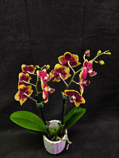 Phalaenopsis Charming Melody #01, An Orchid Hybrid Originated By Char Ming Agri. In 2011