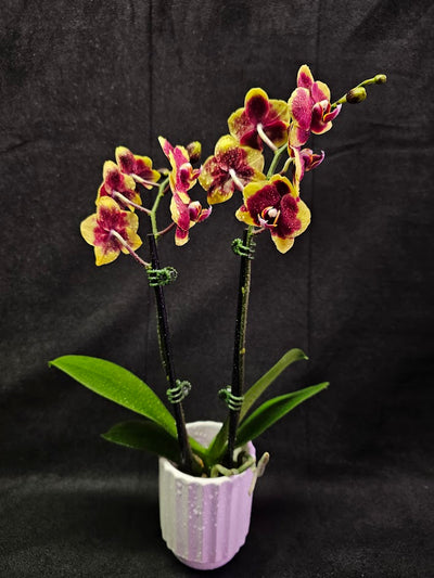 Phalaenopsis Charming Melody #01, An Orchid Hybrid Originated By Char Ming Agri. In 2011