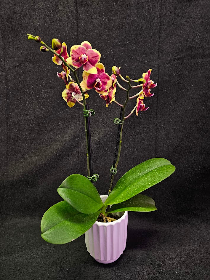 Phalaenopsis Charming Melody #01, An Orchid Hybrid Originated By Char Ming Agri. In 2011