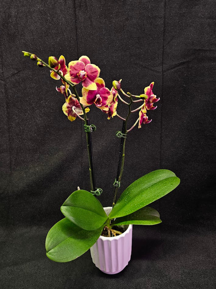 Phalaenopsis Charming Melody #01, An Orchid Hybrid Originated By Char Ming Agri. In 2011