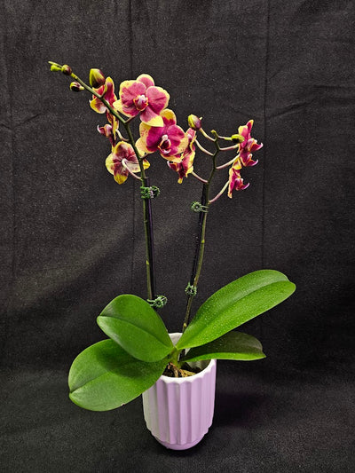 Phalaenopsis Charming Melody #01, An Orchid Hybrid Originated By Char Ming Agri. In 2011