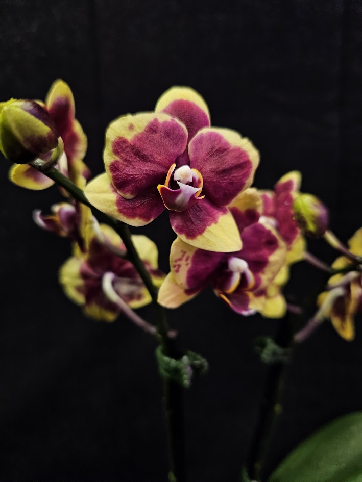 Phalaenopsis Charming Melody #01, An Orchid Hybrid Originated By Char Ming Agri. In 2011