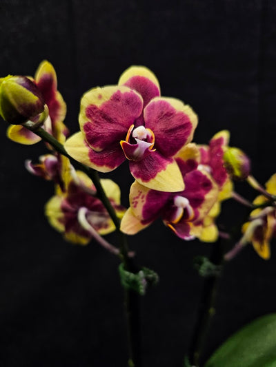 Phalaenopsis Charming Melody #01, An Orchid Hybrid Originated By Char Ming Agri. In 2011