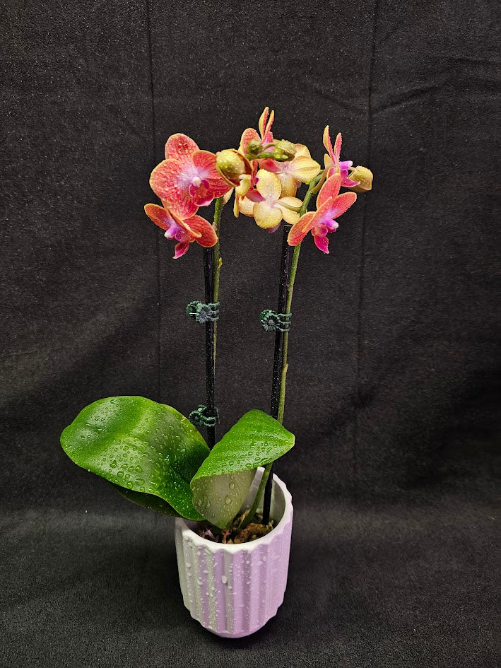 Phalaenopsis Sogo Berry X Sogo Medal #01, An Easy Beginner Level Orchid To Take Care Of