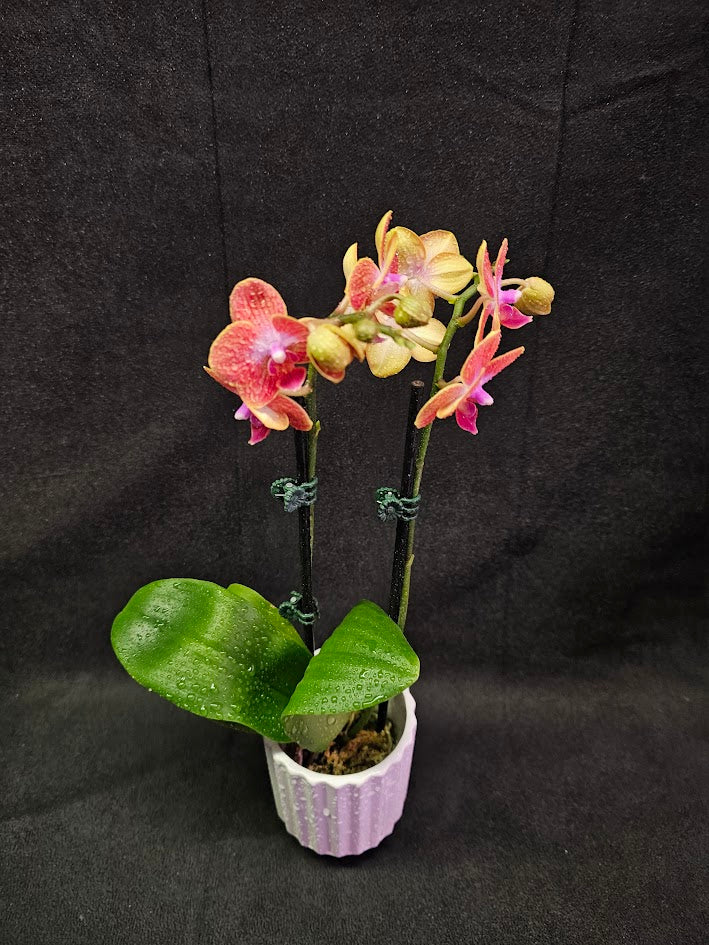 Phalaenopsis Sogo Berry X Sogo Medal #01, An Easy Beginner Level Orchid To Take Care Of