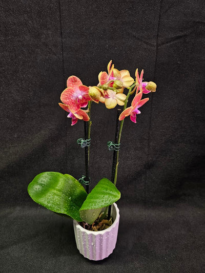 Phalaenopsis Sogo Berry X Sogo Medal #01, An Easy Beginner Level Orchid To Take Care Of