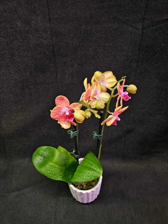 Phalaenopsis Sogo Berry X Sogo Medal #01, An Easy Beginner Level Orchid To Take Care Of