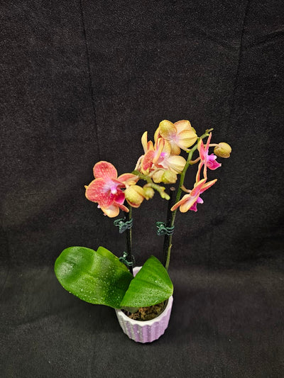 Phalaenopsis Sogo Berry X Sogo Medal #01, An Easy Beginner Level Orchid To Take Care Of