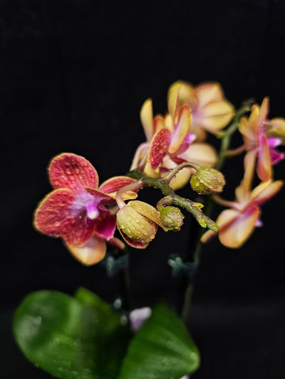 Phalaenopsis Sogo Berry X Sogo Medal #01, An Easy Beginner Level Orchid To Take Care Of