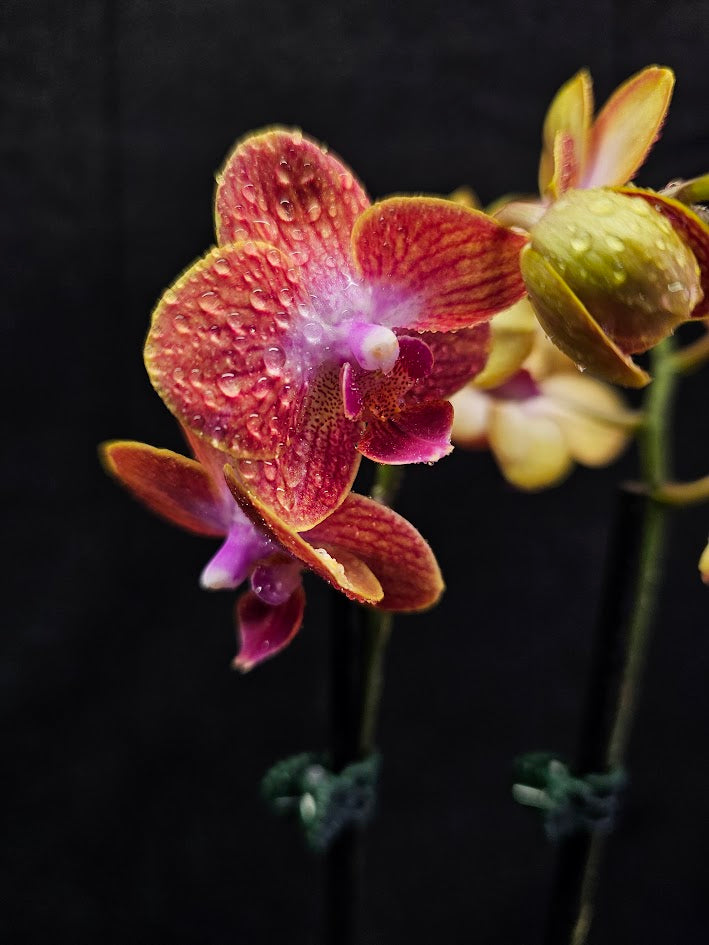 Phalaenopsis Sogo Berry X Sogo Medal #01, An Easy Beginner Level Orchid To Take Care Of