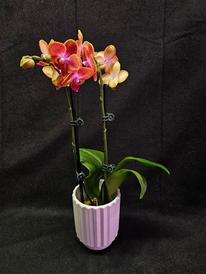 Phalaenopsis Sogo Berry X Sogo Medal #01, An Easy Beginner Level Orchid To Take Care Of