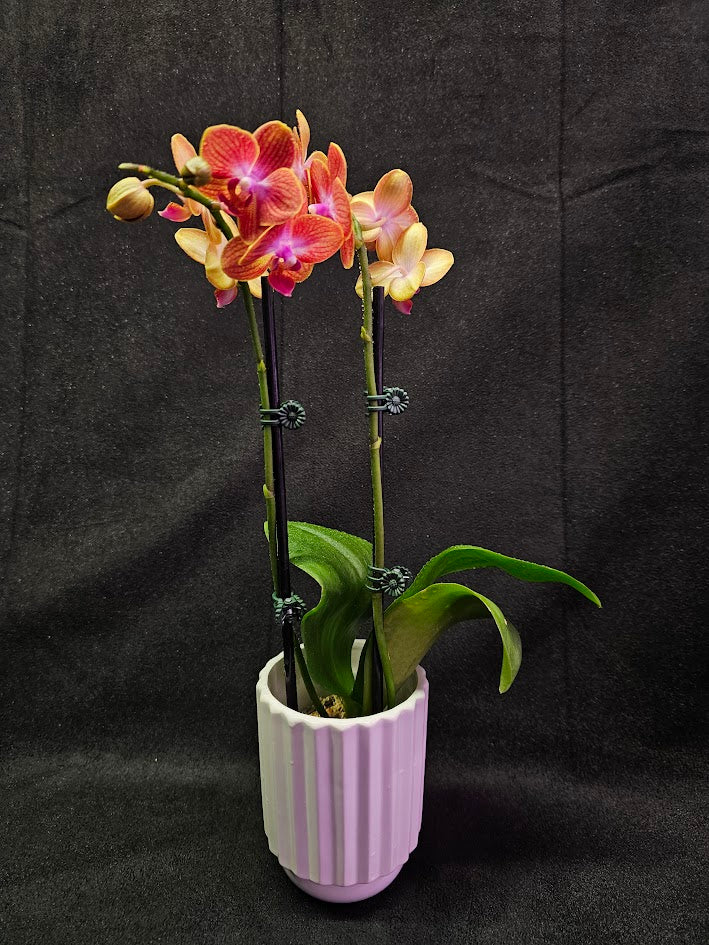 Phalaenopsis Sogo Berry X Sogo Medal #01, An Easy Beginner Level Orchid To Take Care Of