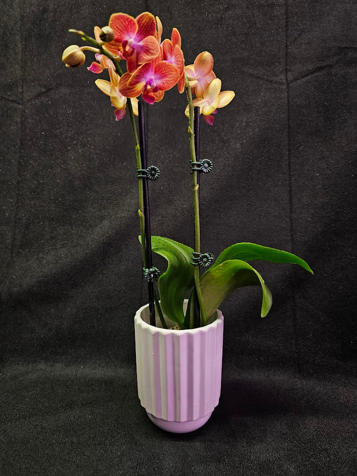 Phalaenopsis Sogo Berry X Sogo Medal #01, An Easy Beginner Level Orchid To Take Care Of