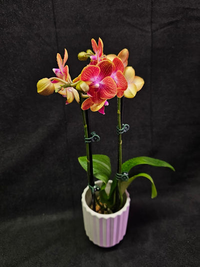 Phalaenopsis Sogo Berry X Sogo Medal #01, An Easy Beginner Level Orchid To Take Care Of