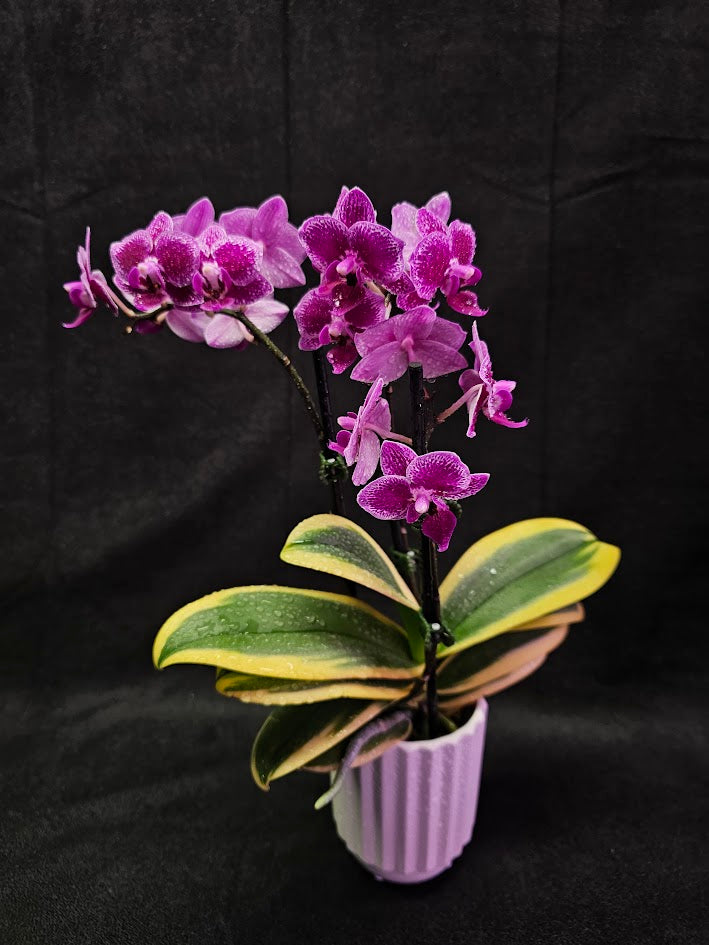 Phalaenopsis Amabilis Variegated #02, Sometimes Called The Moon Orchid, The National Flower Of Indonesia