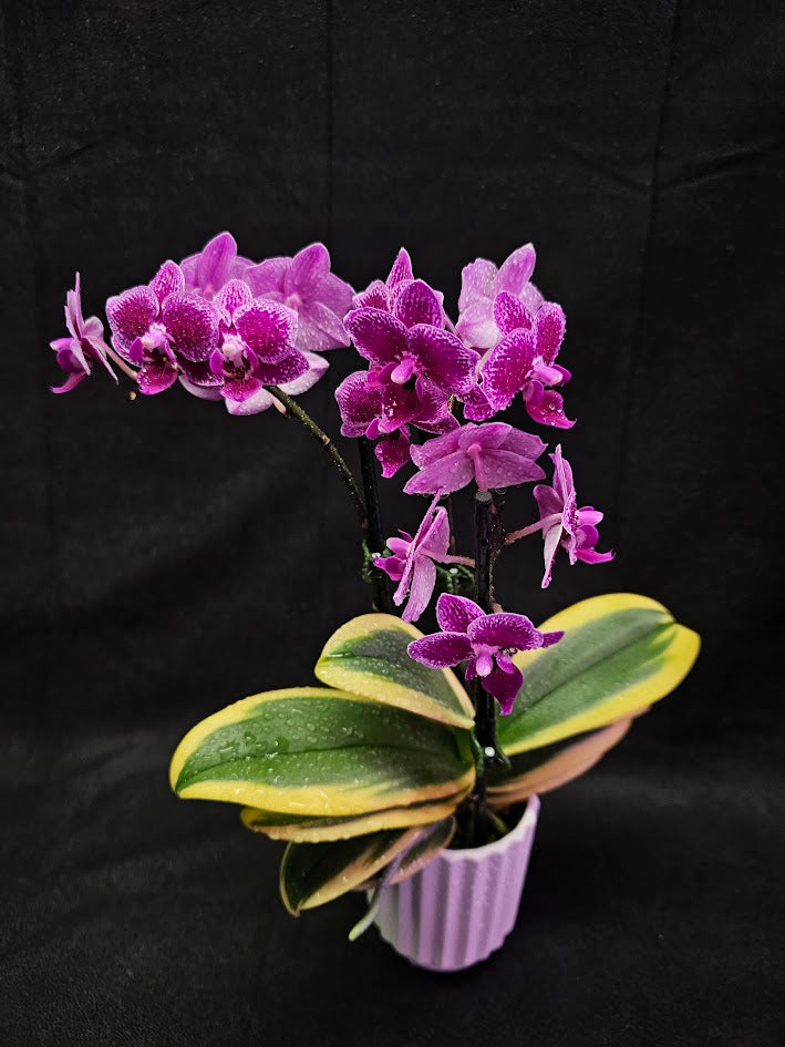 Phalaenopsis Amabilis Variegated #02, Sometimes Called The Moon Orchid, The National Flower Of Indonesia