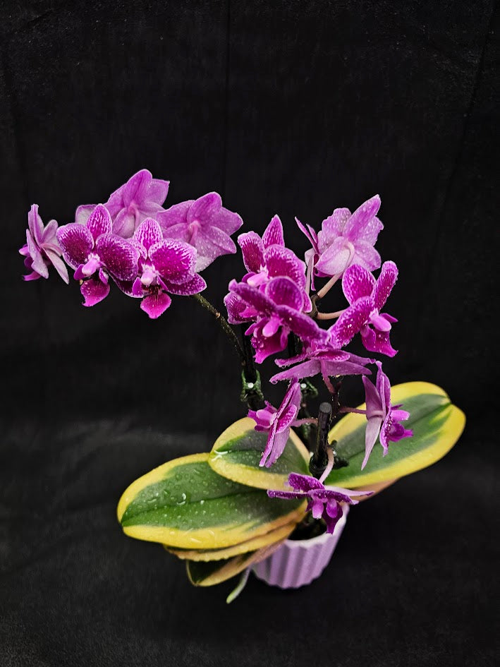 Phalaenopsis Amabilis Variegated #02, Sometimes Called The Moon Orchid, The National Flower Of Indonesia