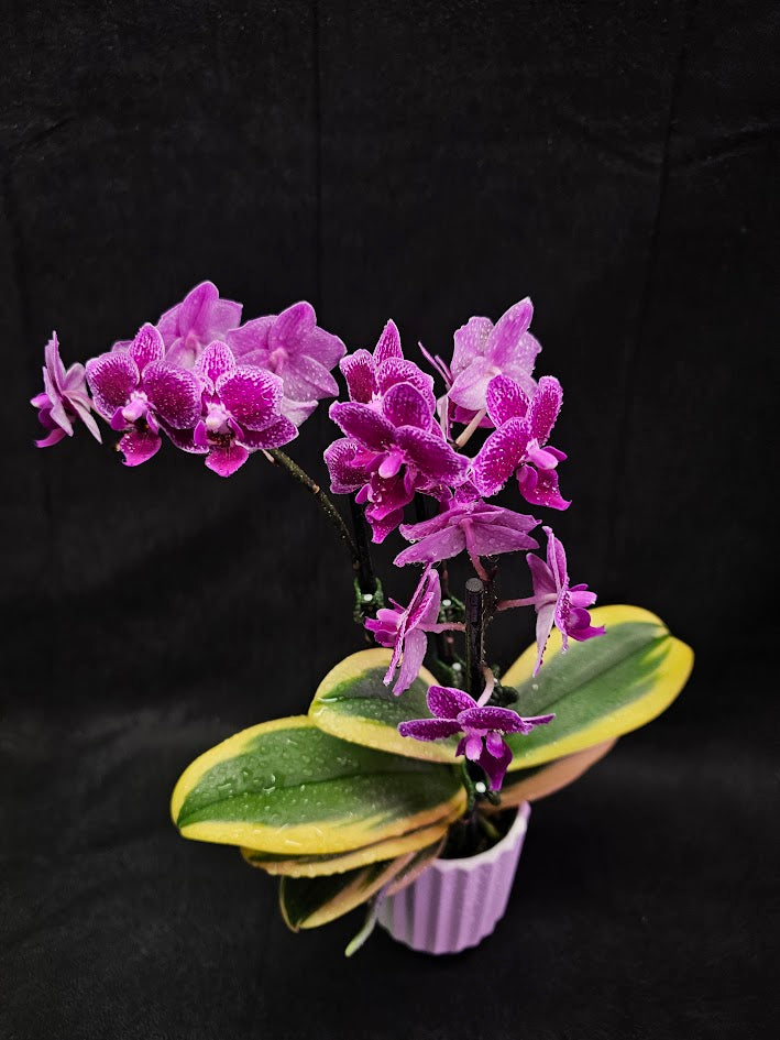 Phalaenopsis Amabilis Variegated #02, Sometimes Called The Moon Orchid, The National Flower Of Indonesia