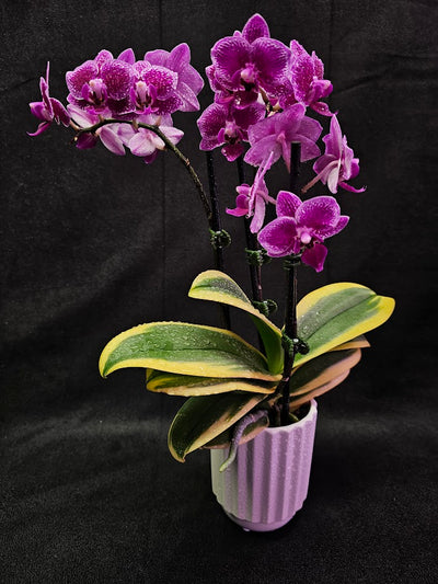 Phalaenopsis Amabilis Variegated #02, Sometimes Called The Moon Orchid, The National Flower Of Indonesia