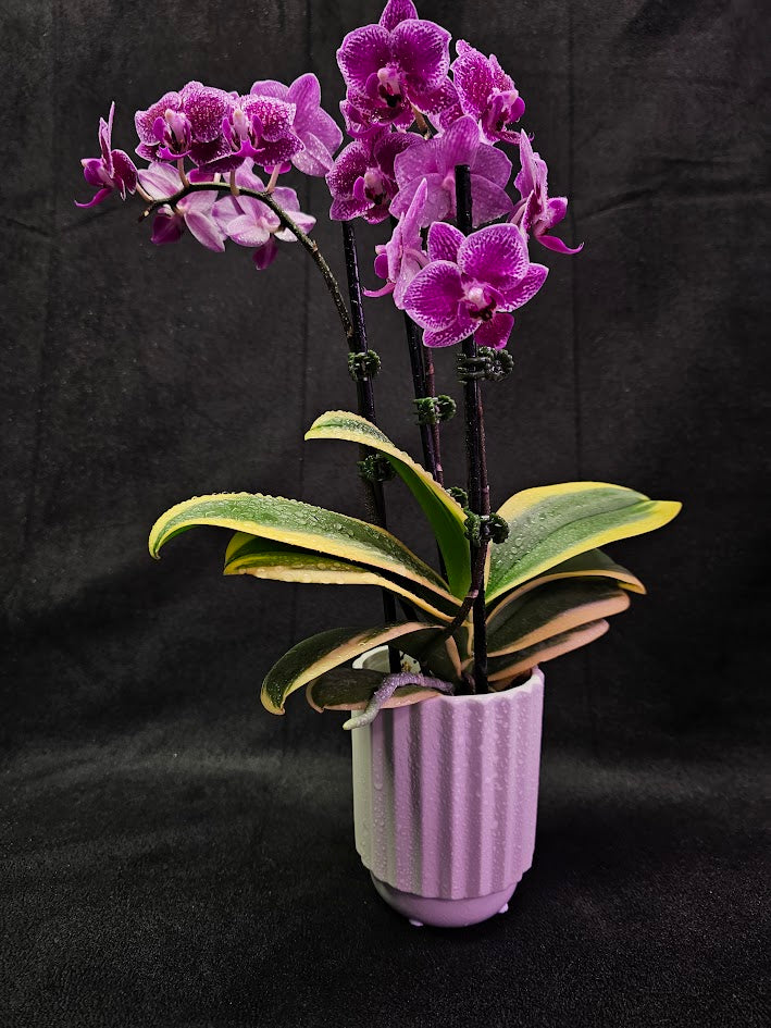 Phalaenopsis Amabilis Variegated #02, Sometimes Called The Moon Orchid, The National Flower Of Indonesia