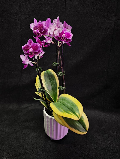 Phalaenopsis Amabilis Variegated #02, Sometimes Called The Moon Orchid, The National Flower Of Indonesia