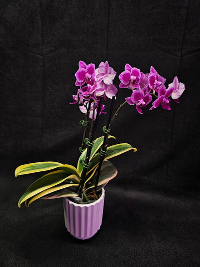 Phalaenopsis Amabilis Variegated #02, Sometimes Called The Moon Orchid, The National Flower Of Indonesia