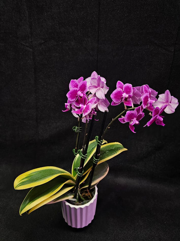 Phalaenopsis Amabilis Variegated #02, Sometimes Called The Moon Orchid, The National Flower Of Indonesia