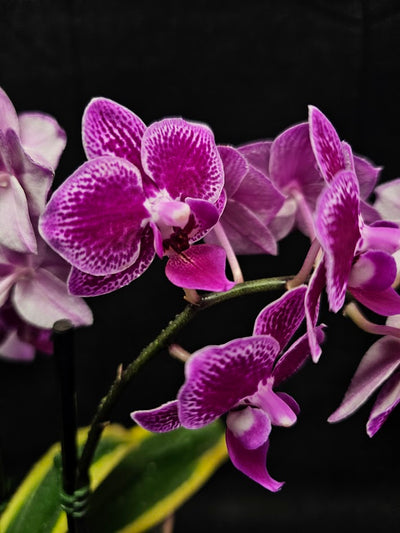 Phalaenopsis Amabilis Variegated #02, Sometimes Called The Moon Orchid, The National Flower Of Indonesia