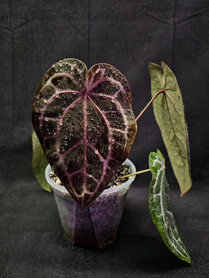 Anthurium Red Crystal Select Doc Block x Tezula #01, Extremely Blood Rich Hues Of Color