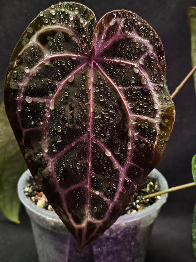 Anthurium Red Crystal Select Doc Block x Tezula #01, Extremely Blood Rich Hues Of Color