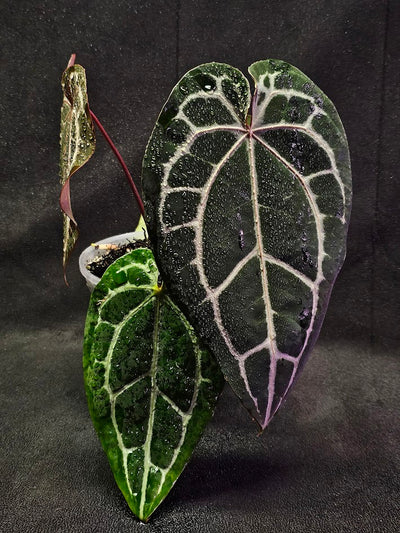 Anthurium Red Crystal Select Doc Block x Tezula #01, Extremely Blood Rich Hues Of Color