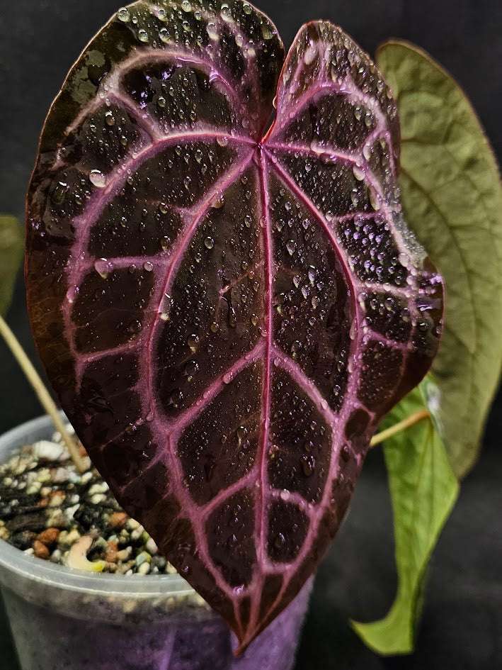 Anthurium Red Crystal Select Doc Block x Tezula #01, Extremely Blood Rich Hues Of Color