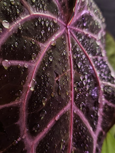 Anthurium Red Crystal Select Doc Block x Tezula #01, Extremely Blood Rich Hues Of Color