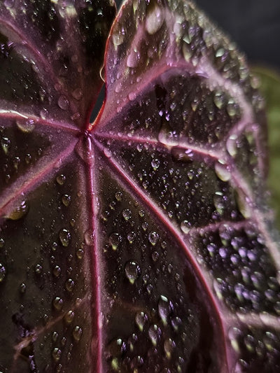 Anthurium Red Crystal Select Doc Block x Tezula #01, Extremely Blood Rich Hues Of Color