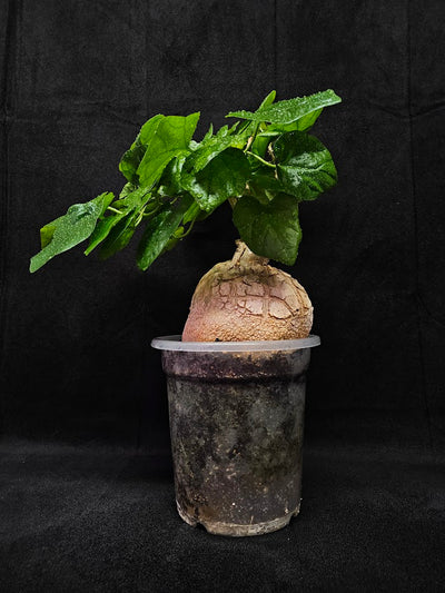 Pyrenacantha Malvifolia #1, Above Ground Swollen & Thickened Caudex, Very Rare In Canada