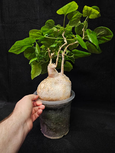 Pyrenacantha Malvifolia #1, Above Ground Swollen & Thickened Caudex, Very Rare In Canada