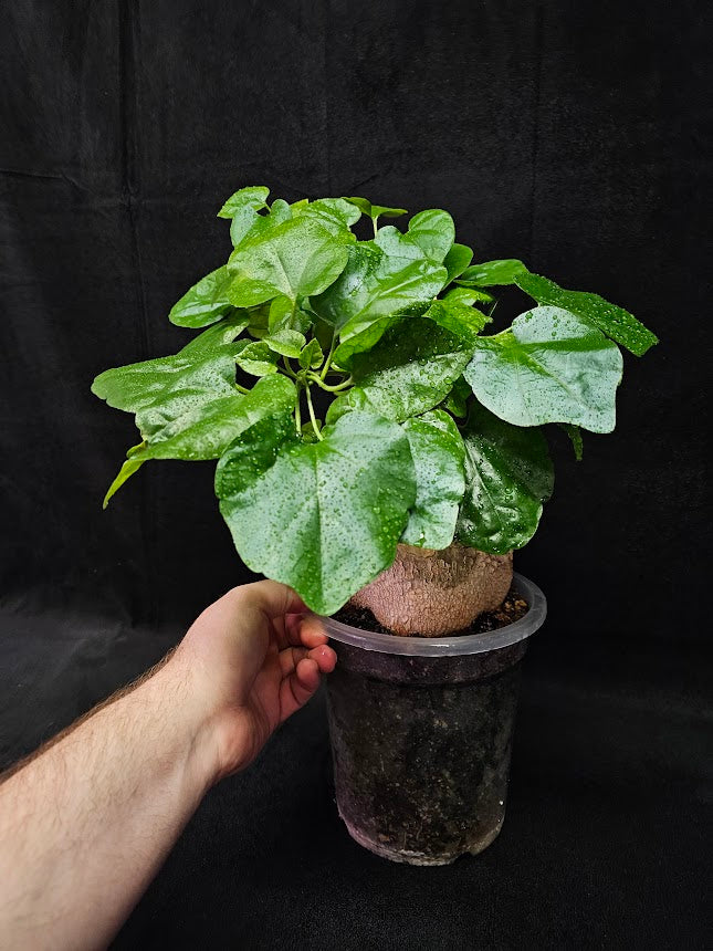 Pyrenacantha Malvifolia #1, Above Ground Swollen & Thickened Caudex, Very Rare In Canada